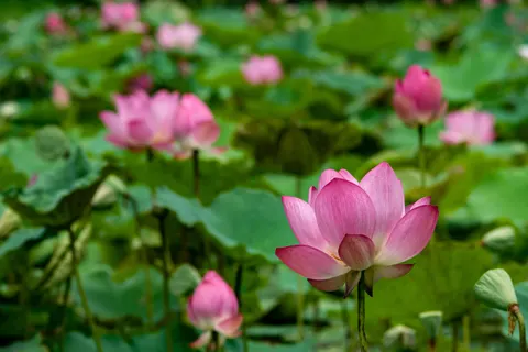 Lotus 4K Wallpaper · flowers · 3840×2560