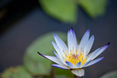 Lotus 4K Wallpaper · flowers · 3840×2560