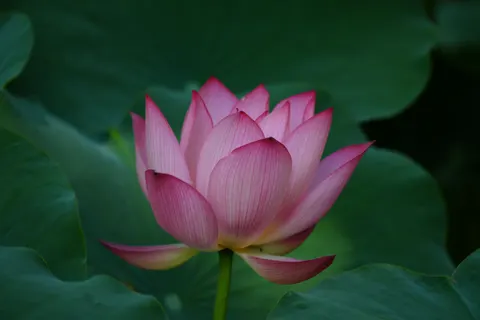 Lotus 4K Wallpaper · flowers · 3840×2560