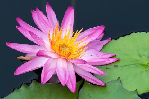 Lotus 4K Wallpaper · flowers · 3840×2560