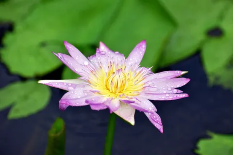 Wallpaper Teratai 4K · flowers · 3840×2560