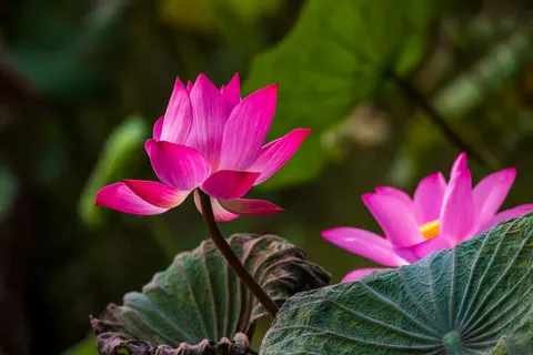 Lotus 4K Wallpaper · flowers · 3840×2563