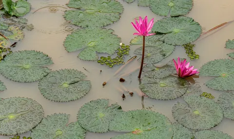 Lotus 4K Wallpaper · flowers · 3840×2292