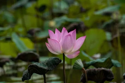 Lotus 4K Wallpaper · flowers · 3840×2560