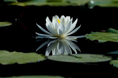 Lotus 4K Wallpaper · flowers · 3840×2560