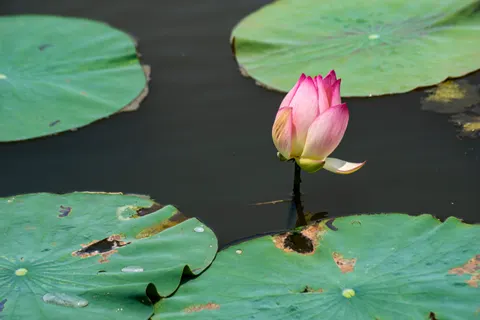Sfondo Fiore di loto 4K · flowers · 3840×2560