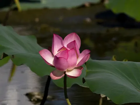 Lotus 4K Wallpaper · flowers · 3840×2892