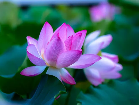 Lotus 4K Wallpaper · flowers · 3840×2892