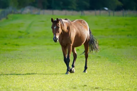 Horse 4K Wallpaper · animals · 3840×2560