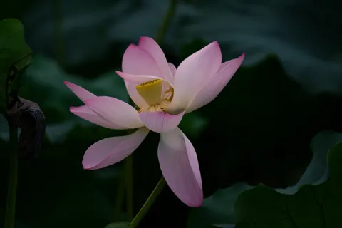 Lotus 4K Wallpaper · flowers · 3840×2560