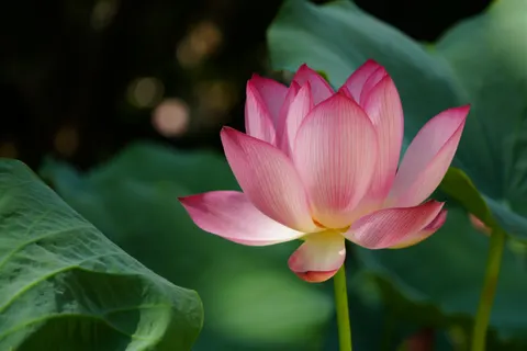 Lotus 4K Wallpaper · flowers · 3840×2560