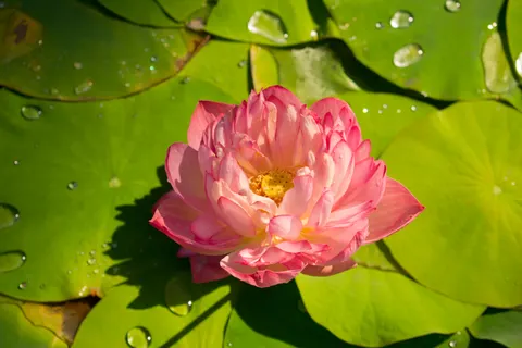 Lotus 4K Wallpaper · flowers · 3840×2560