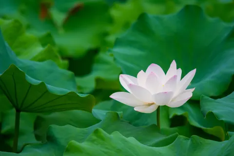 خلفية لوتس بدقة 4K · flowers · 3840×2560