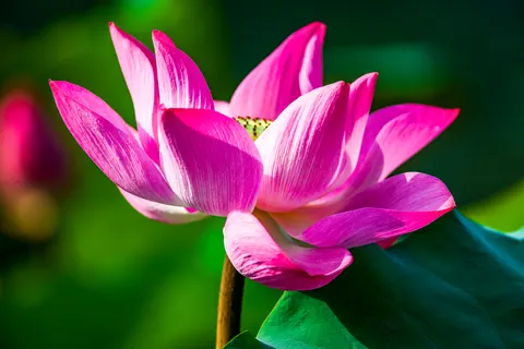 Fondo de pantalla Loto 4K · flowers · 3840×2563
