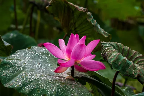Lotus 4K Wallpaper · flowers · 3840×2563