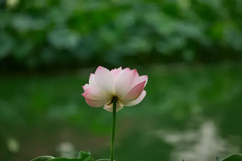 Papel de parede Lótus 4K · flowers · 3840×2560