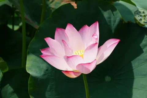 Lotus 4K Wallpaper · flowers · 3840×2560