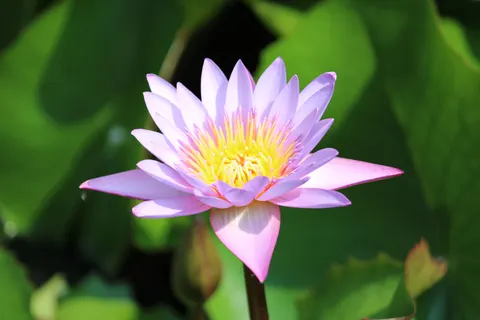 Lotus 4K Wallpaper · flowers · 3840×2560