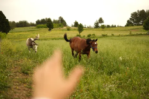 Horse 4K Wallpaper · animals · 3840×2560