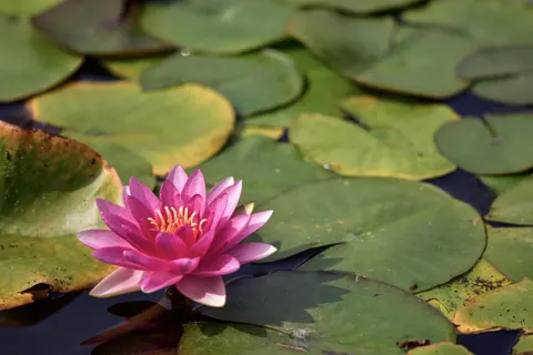 Lotus 4K Wallpaper · flowers · 3840×2560