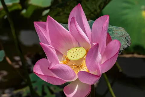 Lotus 4K Wallpaper · flowers · 3840×2560