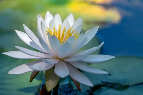 Lotus 4K Wallpaper · flowers · 3840×2561