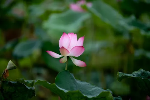 Lotus 4K Wallpaper · flowers · 3840×2560
