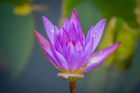 Lotus 4K Wallpaper · flowers · 3840×2560