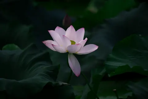Lotus 4K Wallpaper · flowers · 3840×2560