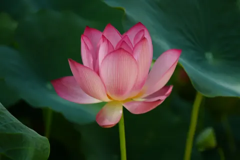 Lotus 4K Wallpaper · flowers · 3840×2560