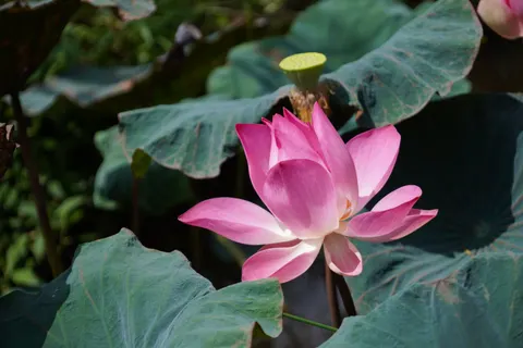 Lotus 4K Wallpaper · flowers · 3840×2560