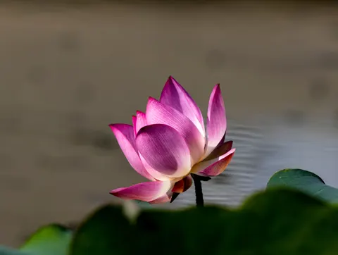 Lotus 4K Wallpaper · flowers · 3840×2892