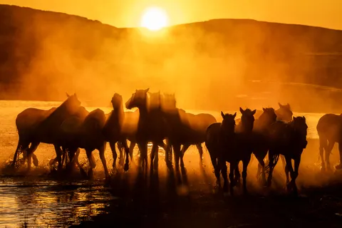 Horse 4K Wallpaper · animals · 3840×2561