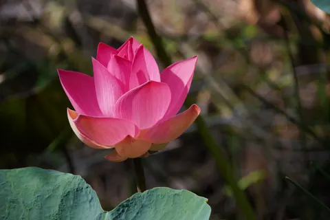 Lotus 4K Wallpaper · flowers · 3840×2560