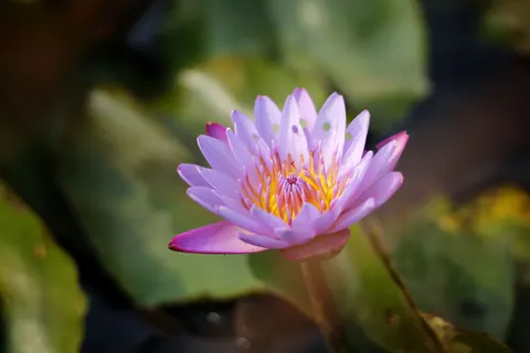 Lotus 4K Wallpaper · flowers · 3840×2560