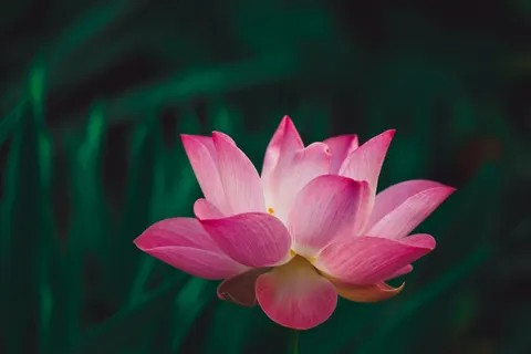 Lotus 4K Wallpaper · flowers · 3840×2560