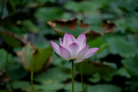 연꽃 4K 배경화면 · flowers · 3840×2560