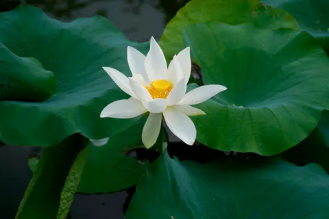 Lotus 4K Wallpaper · flowers · 3840×2560