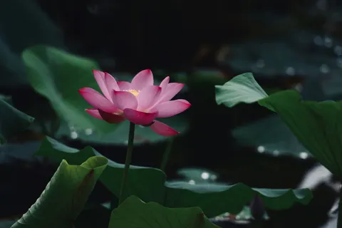 Lotus 4K Wallpaper · flowers · 3840×2560