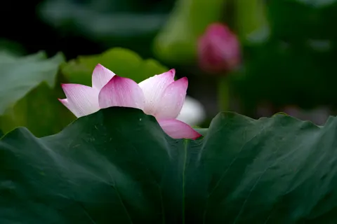 Lotus 4K Wallpaper · flowers · 3840×2560