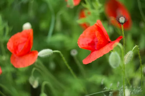 Poppy Field 4K Wallpaper · flowers · 3840×2560