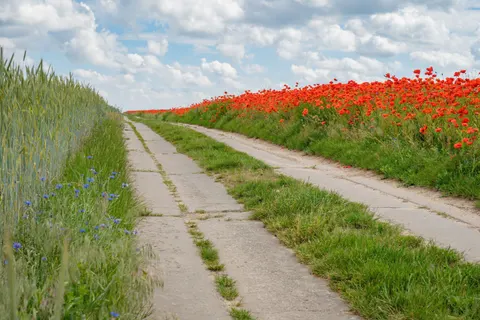 Poppy Field 4K Wallpaper · flowers · 3840×2560