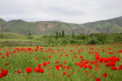 Poppy Field 4K Wallpaper · flowers · 3840×2553