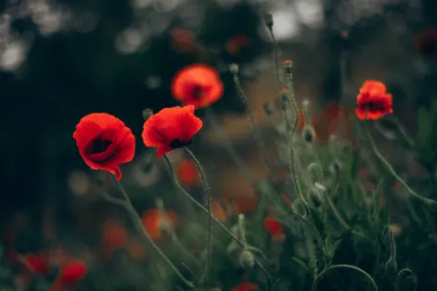 Poppy Field 4K Wallpaper · flowers · 3840×2560