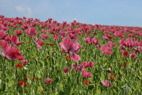 Poppy Field 4K Wallpaper · flowers · 3840×2560