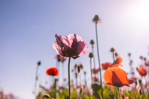 Poppy Field 4K Wallpaper · flowers · 3840×2560