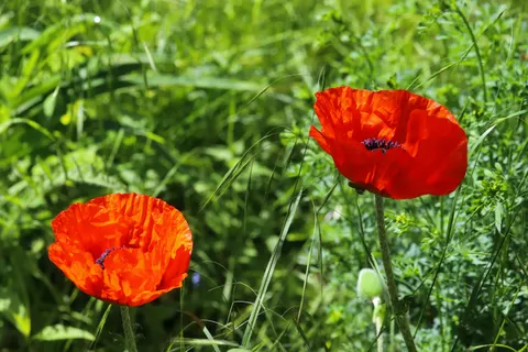 Mohnfeld 4K Hintergrundbild · flowers · 3840×2560