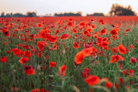 Fondo de pantalla Campo de amapolas 4K · flowers · 3840×2561
