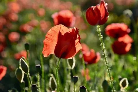 Poppy Field 4K Wallpaper · flowers · 3840×2560