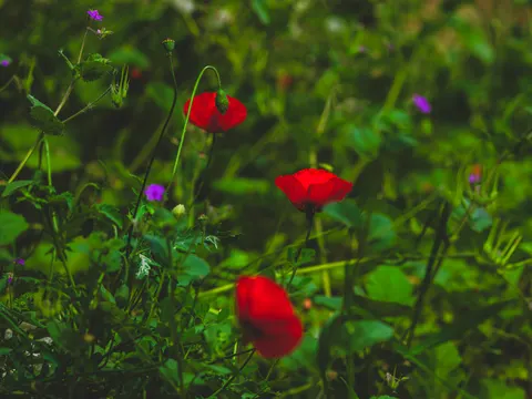 양귀비 밭 4K 배경화면 · flowers · 3840×2880